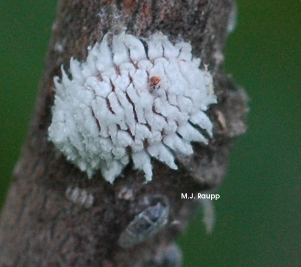 White, waxy ladies - <i>Hyperaspis</i> ladybugs — Bug of the Week